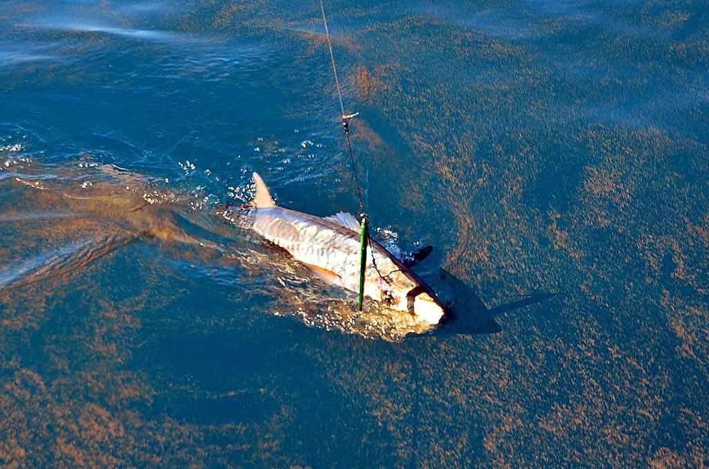 Note the wire leader and wire assist rig.  Mackerel will chew through anything else! © Lee Brake